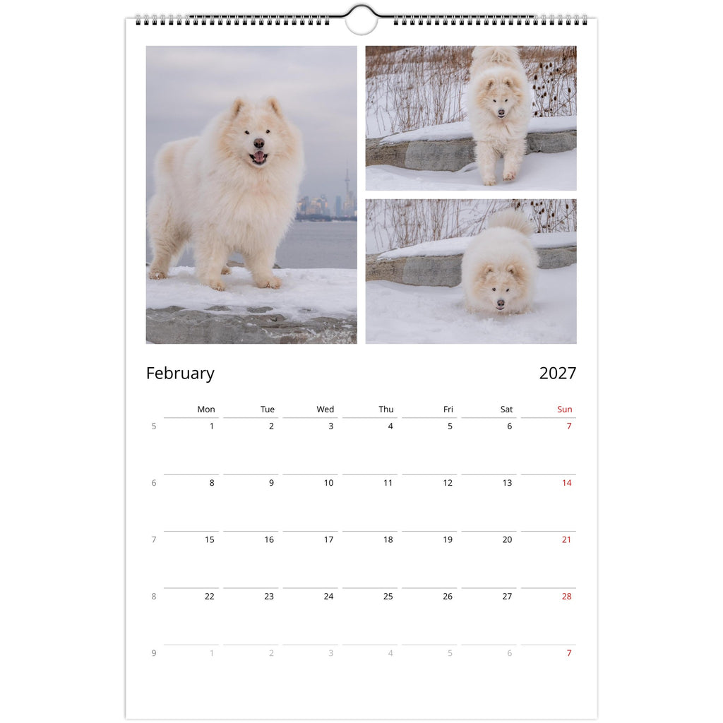 A spiral-bound 2027 wall calendar page showing a February layout with three large photos of a fluffy white dog in snowy outdoor scenes above a monthly calendar grid.