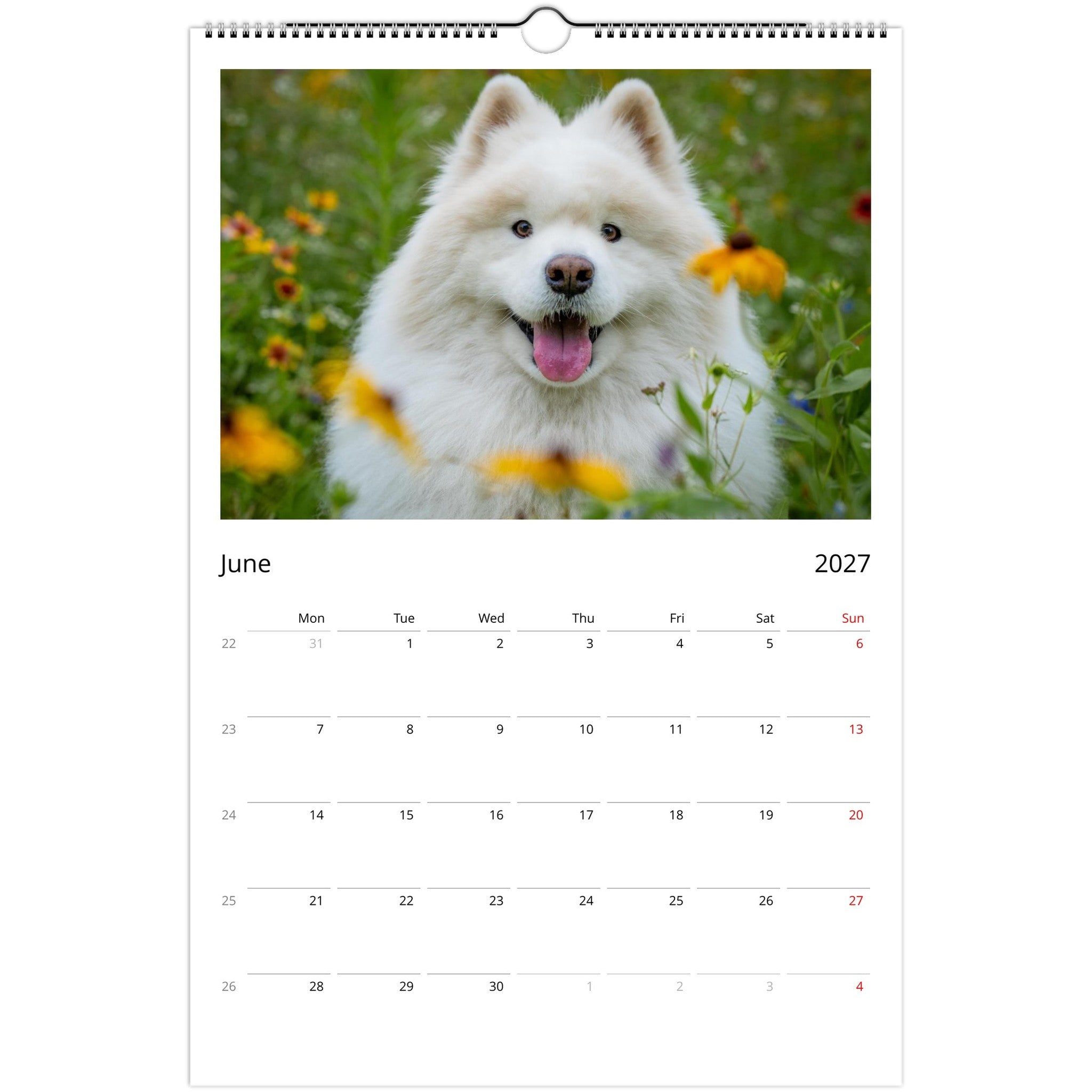 A single-page spiral-bound wall calendar page showing a large photo of a fluffy white dog in a field of yellow flowers above a June 2027 calendar grid.