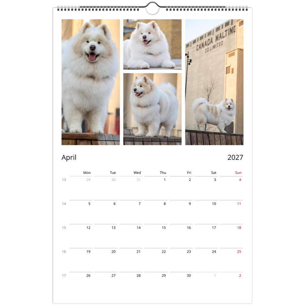 A single-page spiral-bound wall calendar spread showing April 2027 with a collage of four Samoyed dog photos at the top and a weekly calendar grid below on a white page.