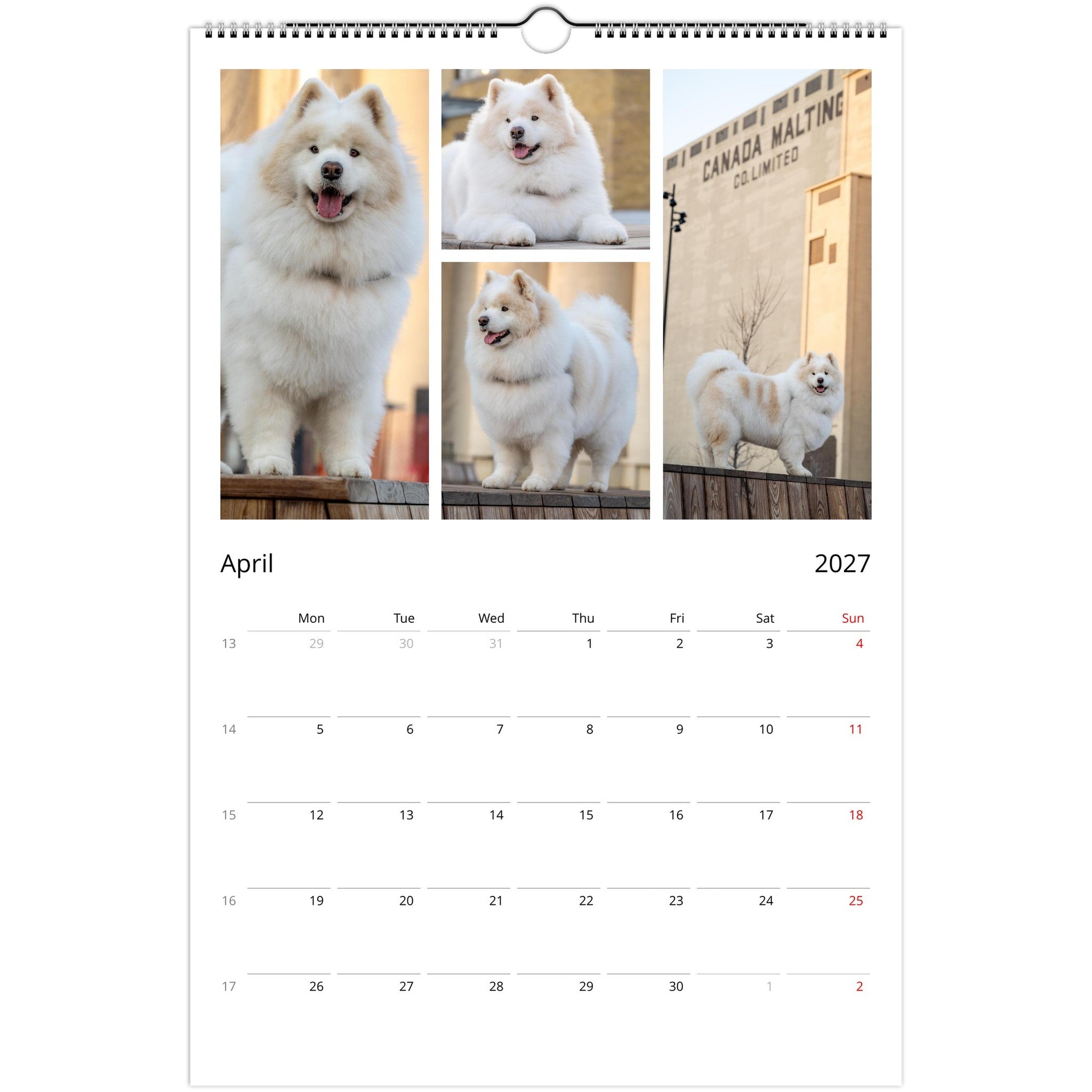 A single-page spiral-bound wall calendar spread showing April 2027 with a collage of four Samoyed dog photos at the top and a weekly calendar grid below on a white page.