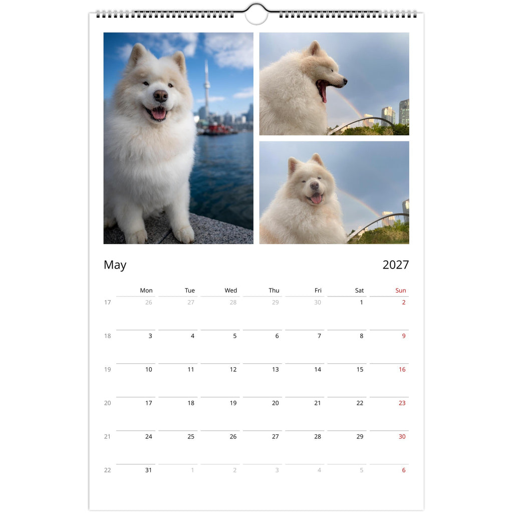 A spiral-bound 2027 May wall calendar page featuring three large photos of a fluffy white dog outdoors above a printed calendar grid. The dog appears in front of water and city scenery, with a rainbow in the background.
