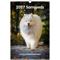 A hanging wall calendar cover for 2027 Samoyeds, featuring a fluffy white Samoyed dog walking on a forest path. The title '2027 Samoyeds' appears at the top, and 'Featuring @RyderTheSamoyed' is printed near the bottom.