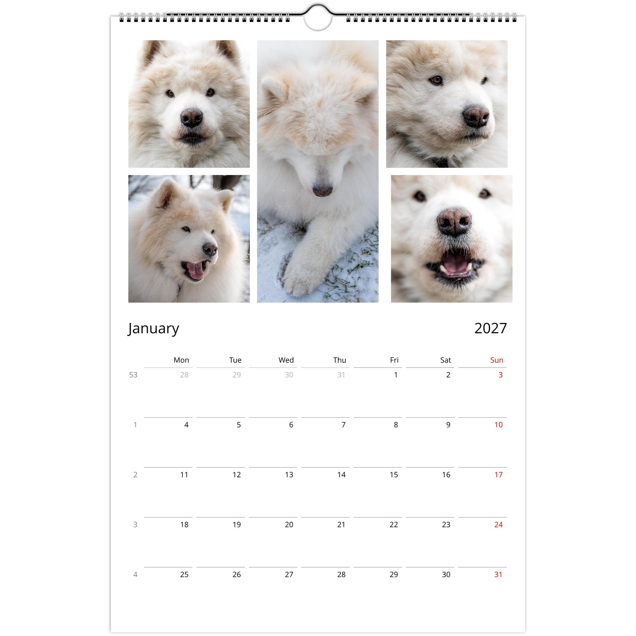 A spiral-bound January 2027 wall calendar page featuring five photos of a fluffy white dog across the top and a monthly calendar grid below on a white background.