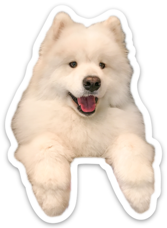 Ryder The Samoyed Sticker