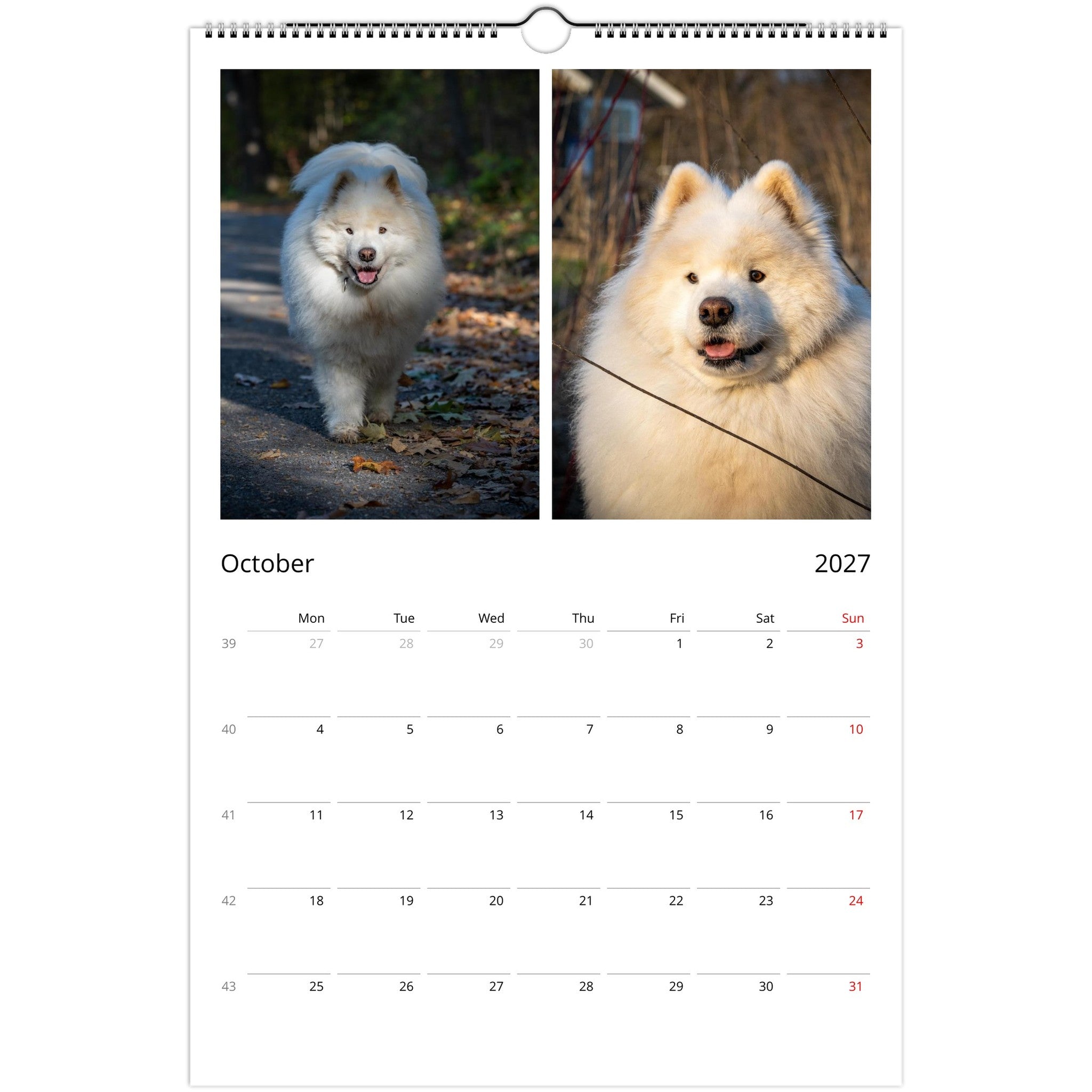 A spiral-bound October 2027 wall calendar page featuring two large photos of a fluffy white dog, one walking outdoors on the left and one sitting in warm sunlight on the right, with a monthly calendar grid below.