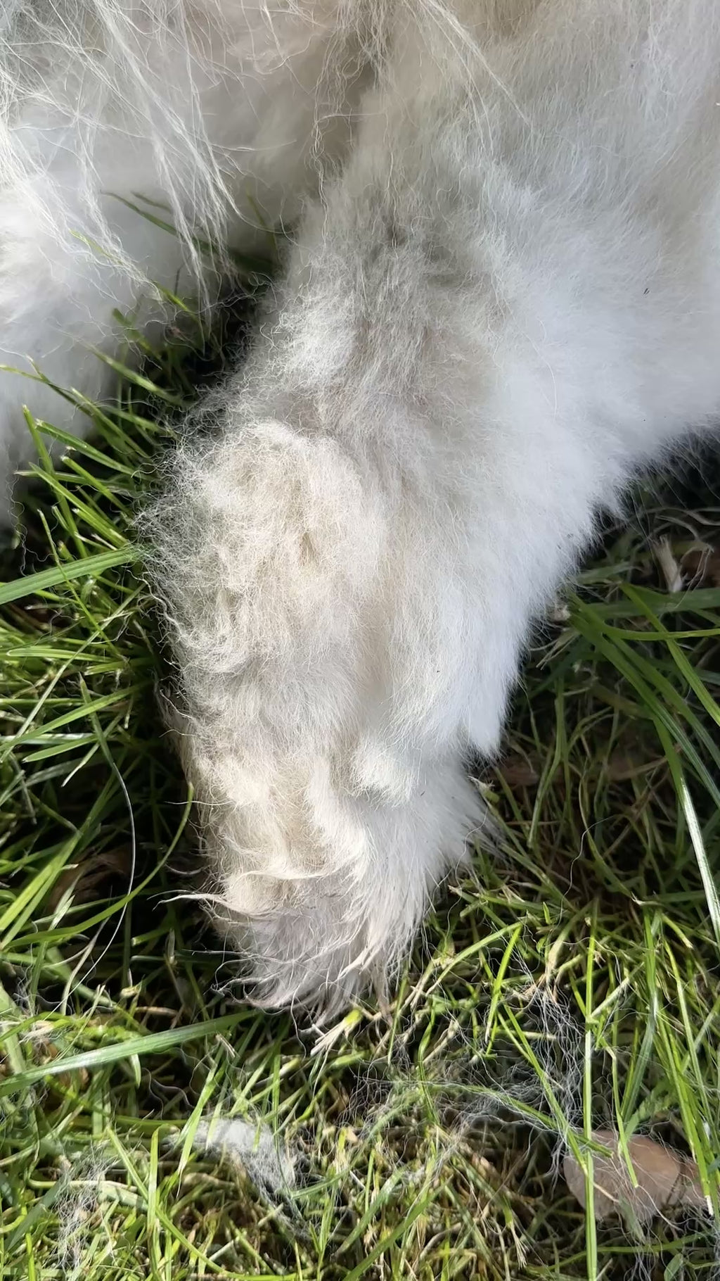 Samoyed Floof — 2026 Vintage (Limited Edition)
